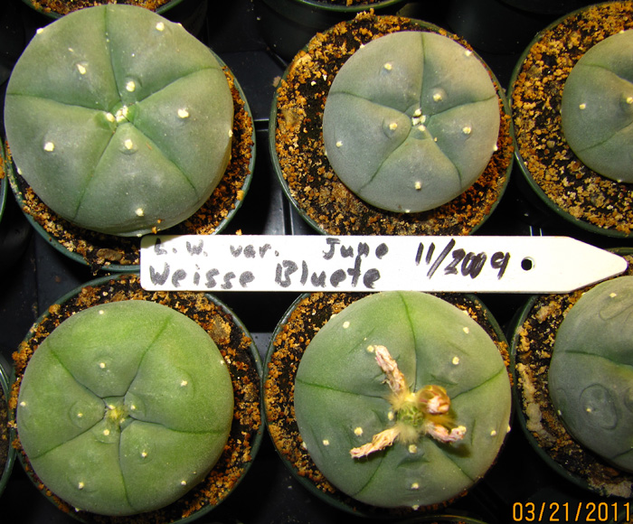 Lophophora Williamsii var. weisse Bluete